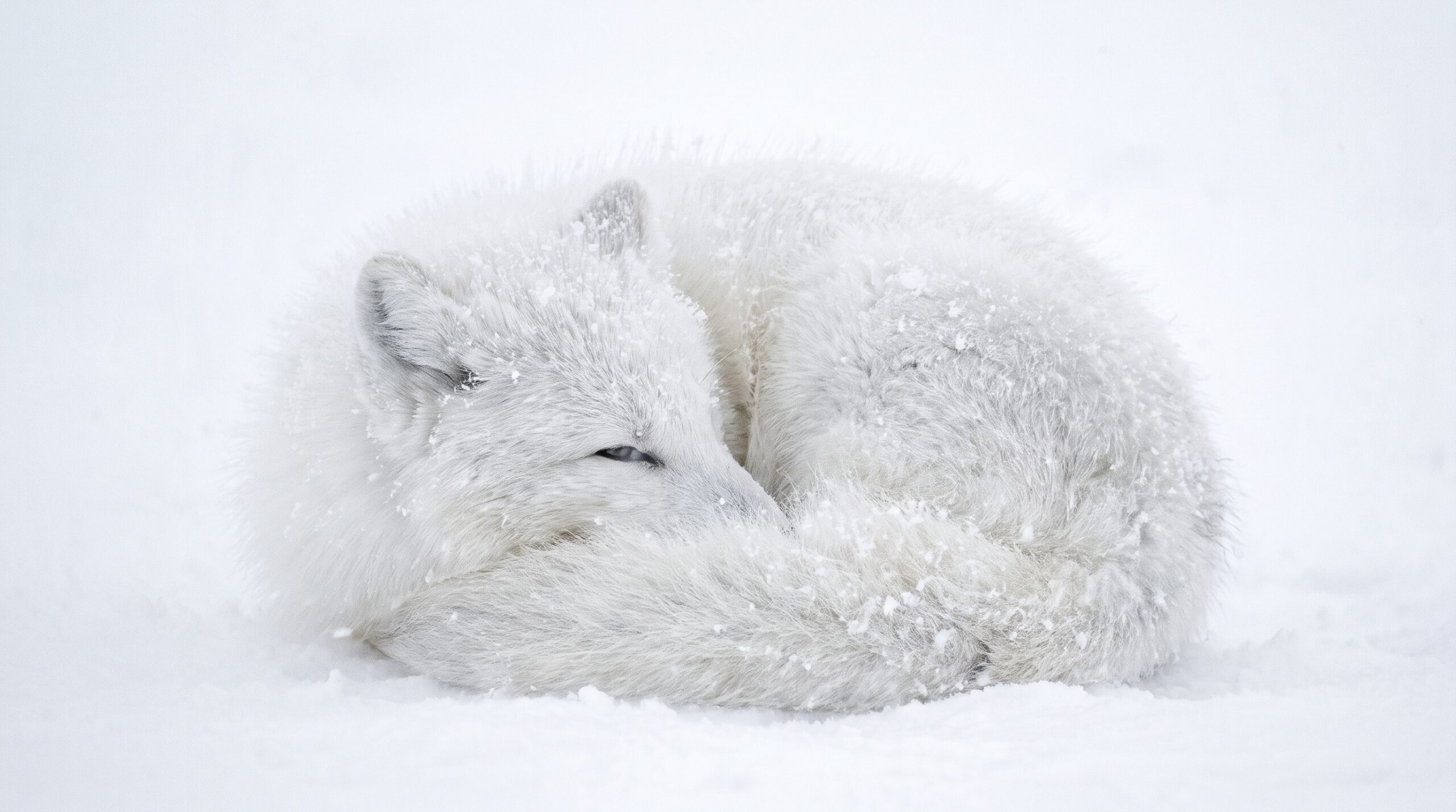Arctic Fox Snowstorm Desktop Wallpaper